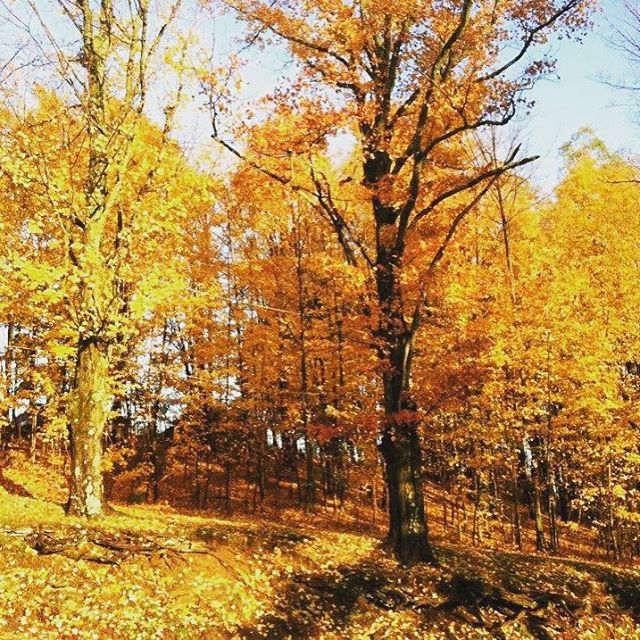 #tbt to Fall colors from a couple of years ago. Taken at the Fall Teen Getaway!