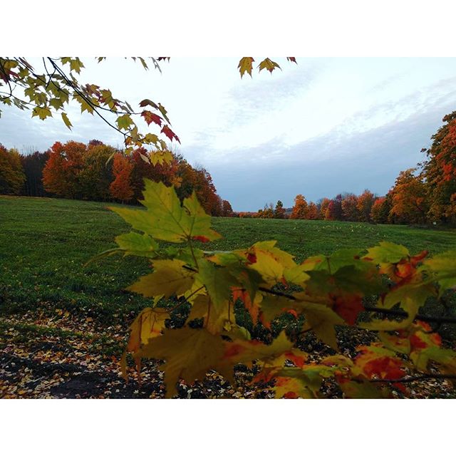 Autumn ..... . #campiroquoina #trees  #almosttimeforfallteengetaway #gethyped